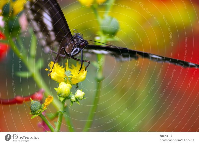 butterfly Nature Plant Animal Flower Wild animal Butterfly Insect 1 Eating Trunk Red Green Yellow Copy Space right Copy Space bottom Suck Delicate Colour photo