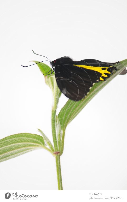 butterfly Butterfly Insect Nature Plant Flower Yellow Black Green Jump Wait Break Relaxation Colour photo Multicoloured Close-up Detail Copy Space top