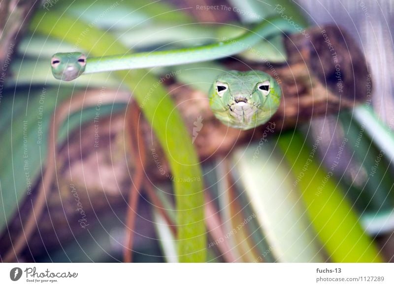 offensive Nature Animal Wild animal Snake 2 Pair of animals Observe Hunting Aggression Threat Thin Disgust Exotic Near Curiosity Brown Green Self-confident