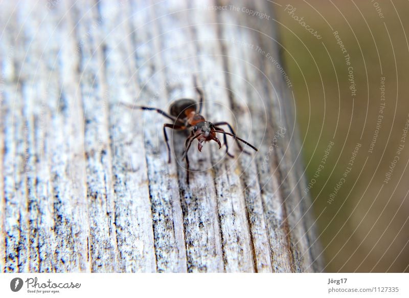 ant Nature Animal Wild animal Ant 1 Aggression Threat Colour photo Exterior shot Close-up Macro (Extreme close-up) Day Shallow depth of field Animal portrait