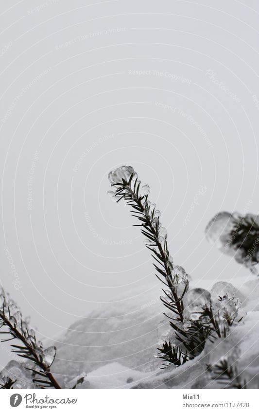 freezing cold Nature Plant Winter Ice Frost Snow Tree Cold White Colour photo Subdued colour Exterior shot Detail Deserted Copy Space top Isolated Image