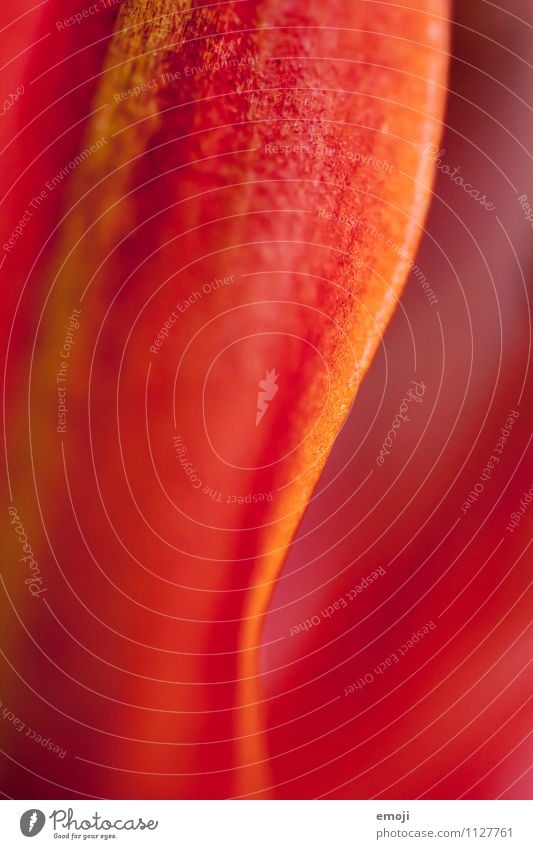 detail Environment Nature Plant Summer Flower Leaf Natural Red Curve Colour photo Multicoloured Detail Macro (Extreme close-up) Abstract Deserted Day