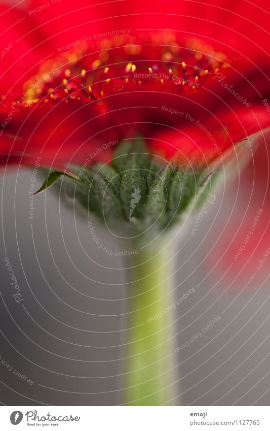 detail Environment Nature Plant Flower Leaf Blossom Natural Green Red Gerbera Colour photo Exterior shot Close-up Detail Macro (Extreme close-up) Deserted Day