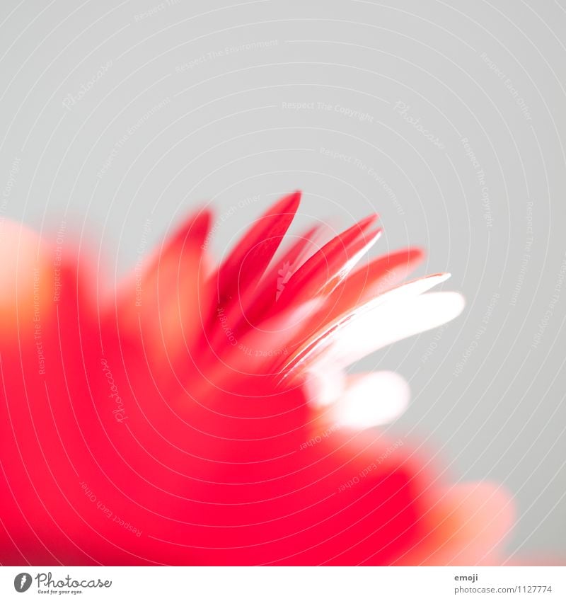 detail Plant Spring Summer Flower Pot plant Gray Red Colour photo Interior shot Studio shot Close-up Detail Macro (Extreme close-up) Copy Space top