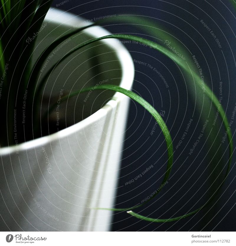 Grass II Life Calm Decoration Houseplant Nature Plant Foliage plant Pot plant Line Stripe Round Green Black White Living thing Oxygen Carbon dioxide