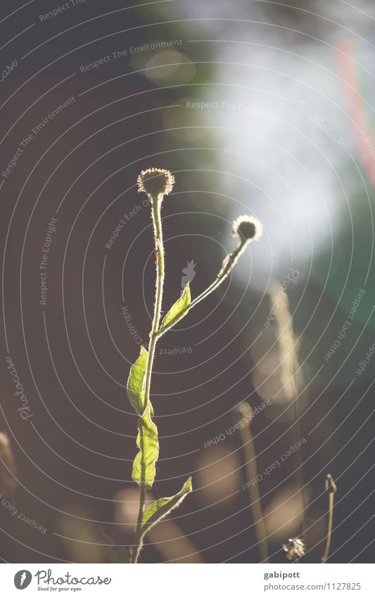 backlighting flower Fragrance Landscape Plant Animal Sunrise Sunset Summer Beautiful weather Flower Grass Bushes Leaf Blossom Wild plant Brown Green Optimism