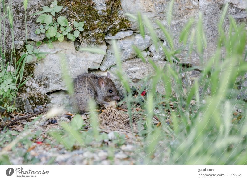 Carlos - lodger in Liguria Nature Plant Grass Bushes Animal Wild animal Rat Computer mouse 1 Eating Crawl Gray Green Perspective Resident Tenant Colour photo