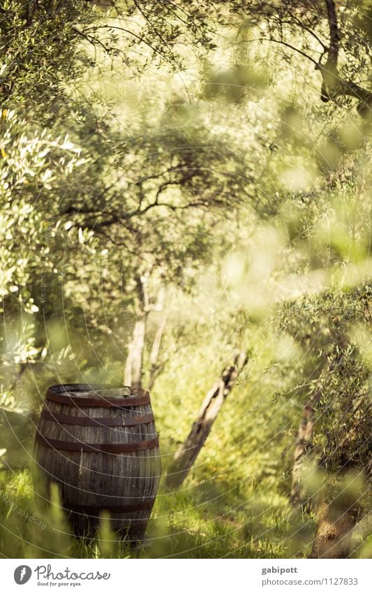 bottomless drum Landscape Summer Beautiful weather Tree Olive grove Olive tree Garden Forest Fragrance Friendliness Happiness Fresh Green Mediterranean Keg