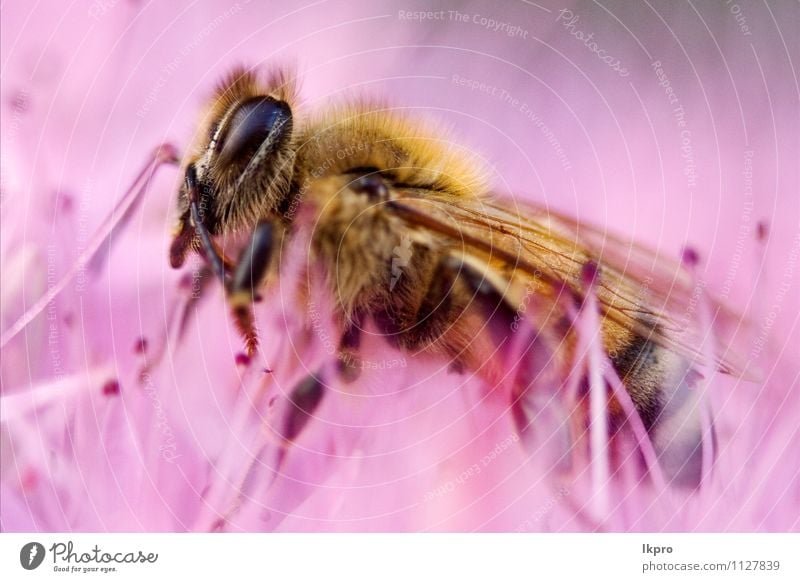 little bee Nature Flower Bee Paw Line Listening Wild Brown Yellow Gray Pink Red Black White Abdomen Pollen wing pistil Close-up Macro (Extreme close-up)