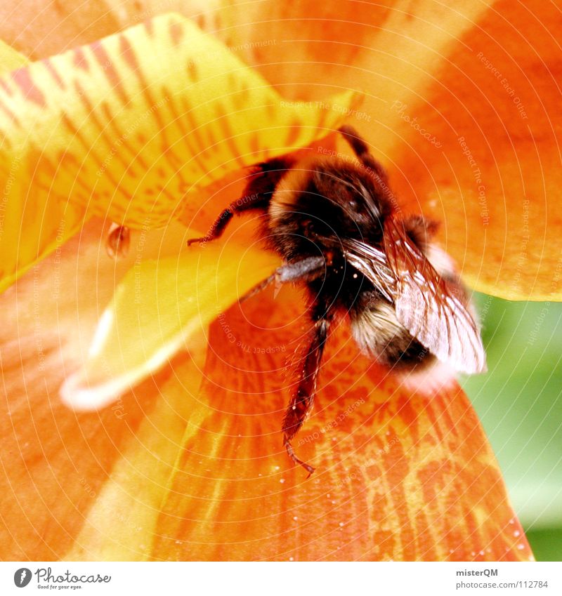 triumphant bumblebee Blossom Macro (Extreme close-up) Bumble bee Bee Stamen Syrup Sweet Success Completed Work and employment Rescue Refuel Fill Sprinkle