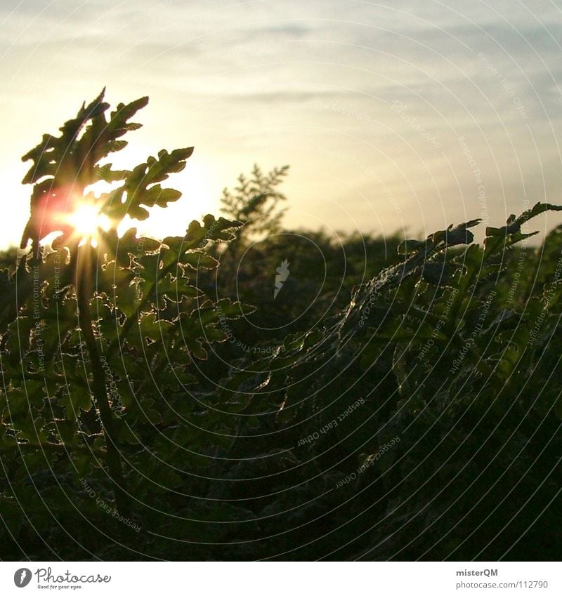 day off Leisure and hobbies Calm Sunrise Sunset Light Flat Foreground Plant Leaf Background picture Clouds Sky Safety (feeling of) Peace Dangle Relaxation