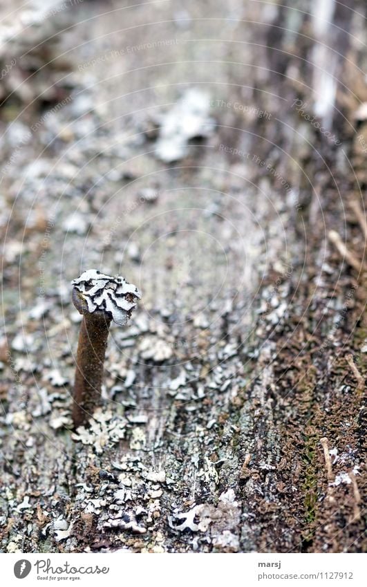 Camouflage and deception Lichen Nail Wood Metal Loneliness Deception renaturation Covered Overgrown Hide Colour photo Subdued colour Exterior shot Close-up