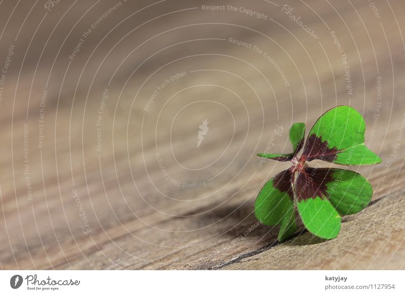 shamrock Clover Four-leafed clover Cloverleaf Success New Year's Eve Good luck charm Joy Happy Popular belief Ireland Northern Ireland Four-leaved Leaf 4 Flower