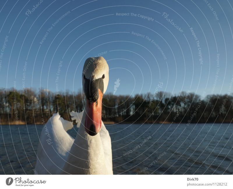 Swan attack! Environment Nature Sunlight Spring Beautiful weather Tree Park Forest Waves Coast Lakeside Ingolstadt Bavaria Animal Wild animal Bird waterfowl 1