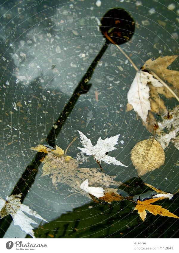 ::AQUARIUS:: Lantern Light Leaf Winter Autumn Cold Wet Comfortless Multicoloured Gale Puddle House (Residential Structure) Building Leafless Reflection