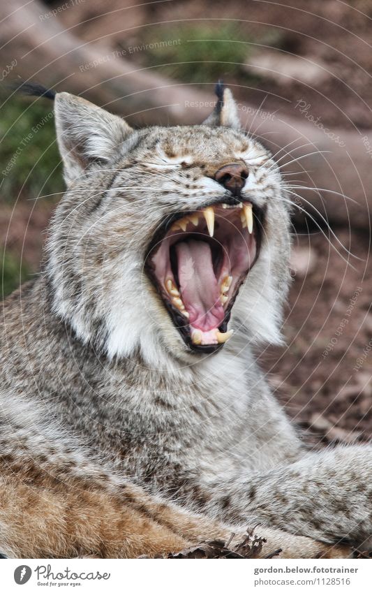 pussycat Environment Nature Animal Wild animal Cat Zoo 1 To enjoy Hunting Sleep Brown Gray Emotions Moody Contentment Love of animals Calm Serene Fatigue Yawn