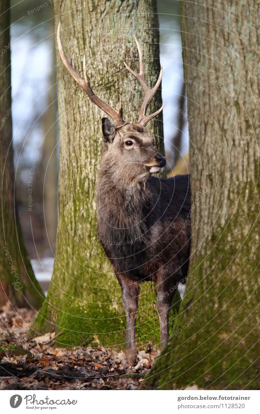 a deer Trip Freedom Environment Nature Landscape Animal Forest 1 Observe Healthy Large Near Strong Wild Brown Willpower Deer Game park Vension Antlers Tree Moss