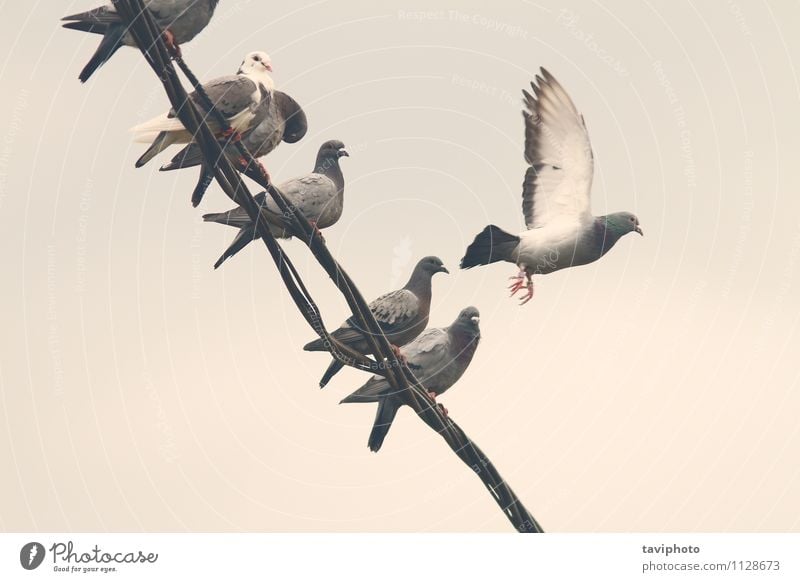 pigeons on electric wire Freedom Telephone Nature Animal Sky Bird Pigeon Pack Line Sit Natural Wild Blue Black White Electric background flock Rest row cable