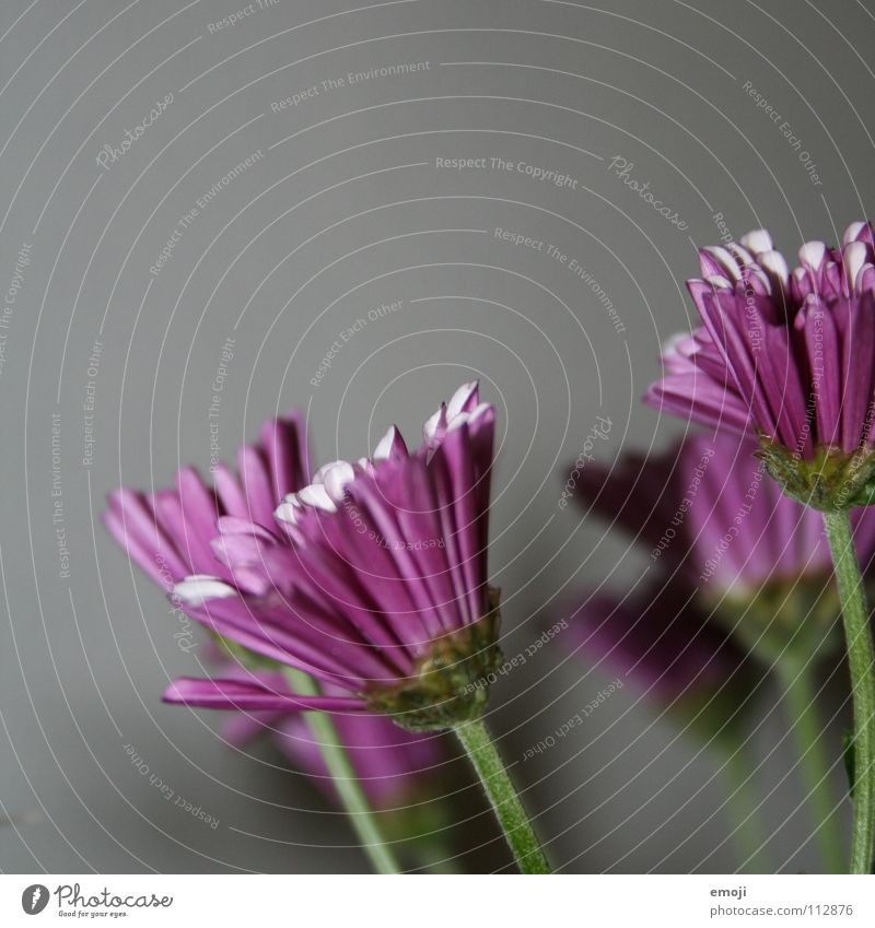 Colours into grey. Gray Gloomy Violet Flower Macro (Extreme close-up) Square Plant Spring Growth Wake up Watchfulness Close-up Multicoloured colours flowers