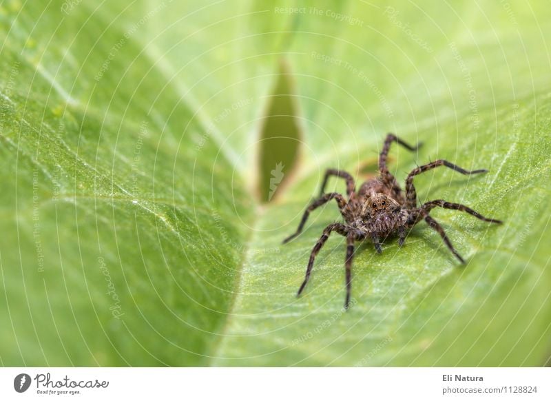 spider Nature Plant Spring Summer Leaf Foliage plant Garden Park Meadow Animal Wild animal Spider wolf spider 1 Crawl Scream Disgust Creepy Beautiful Small Near