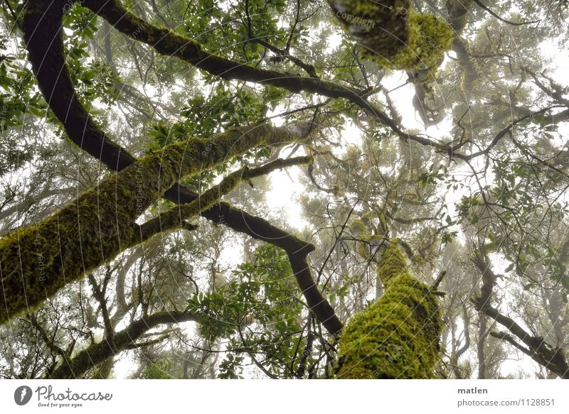 Nothing going on without moss Plant Drops of water Sky Clouds Weather Bad weather Fog Tree Moss Leaf Forest Deserted Natural Brown Green White Headstrong