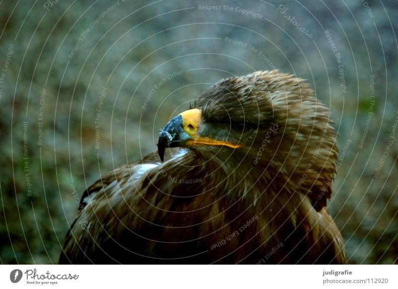 eagle Eagle Bird Bird of prey Beak Feather Ornithology Animal Beautiful Colour steppe eagle Pride Looking