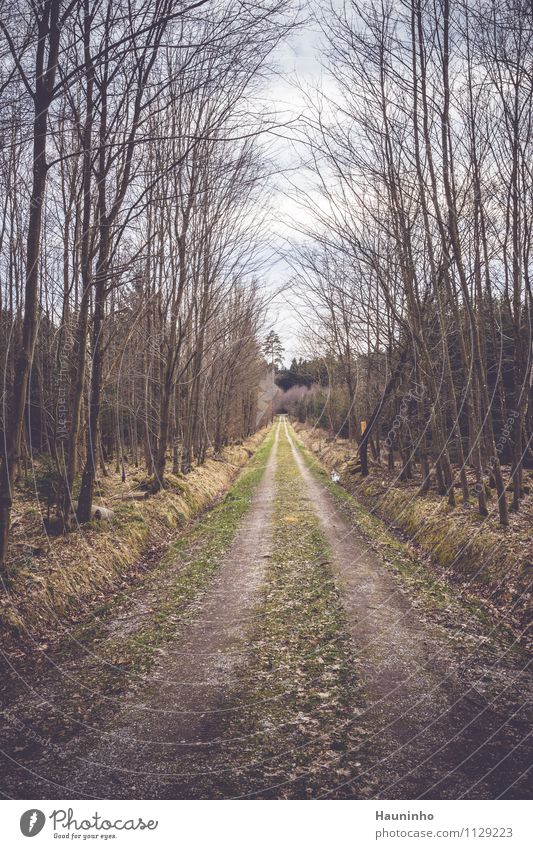 forest path Environment Nature Landscape Sky Climate Bad weather Wind Plant Tree Grass Bushes Moss Foliage plant Wild plant Forest Lanes & trails Footpath Going