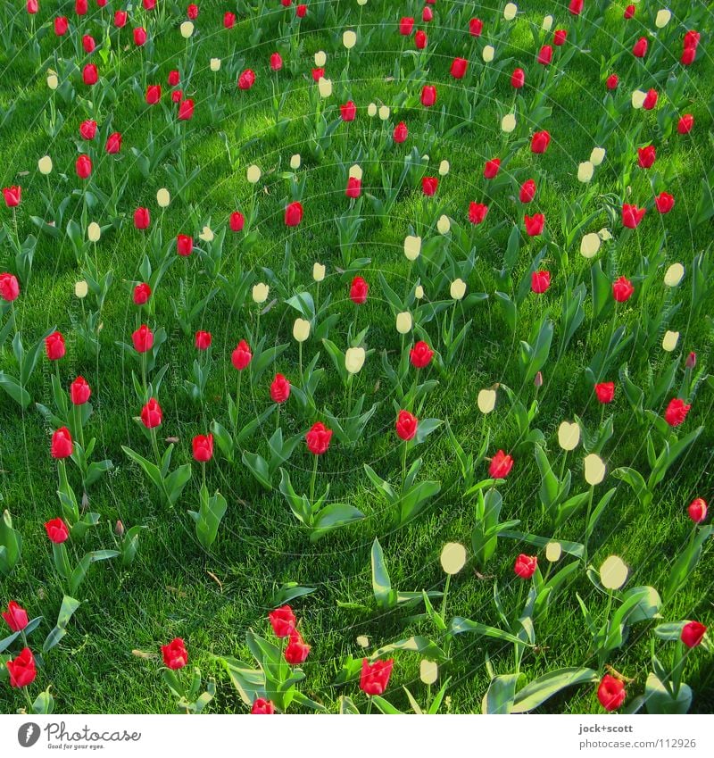 flowers speak Plant Spring Tulip Meadow Blossoming Fragrance Happiness Fresh Green Red Spring fever Optimism Inspiration Ease Growth Ground level Fantasy