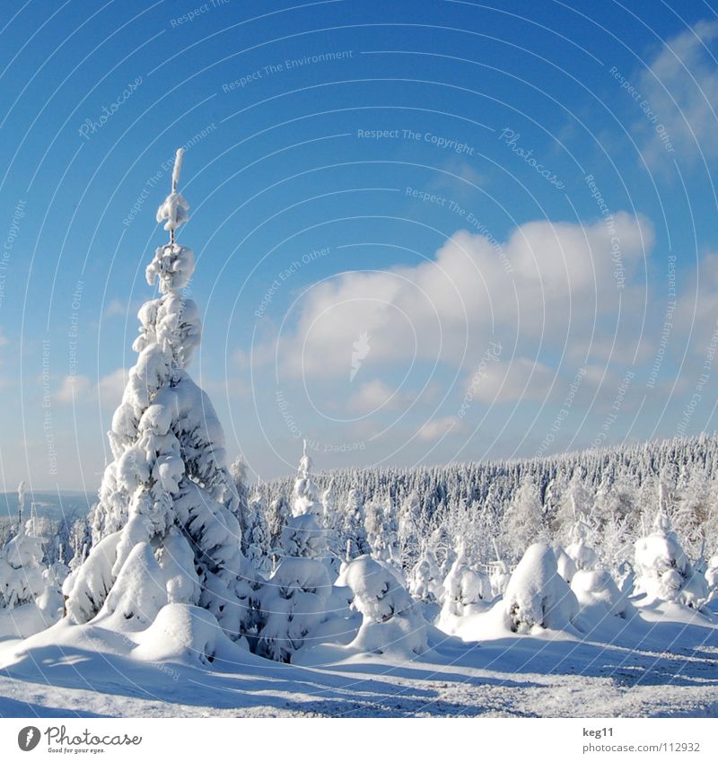 Fairytale II Winter White Forest Boots Midday Tree Cold Austria Switzerland Erz Mountains Parking lot Halfpipe Playing Snow End Beginning Graffiti ski pass