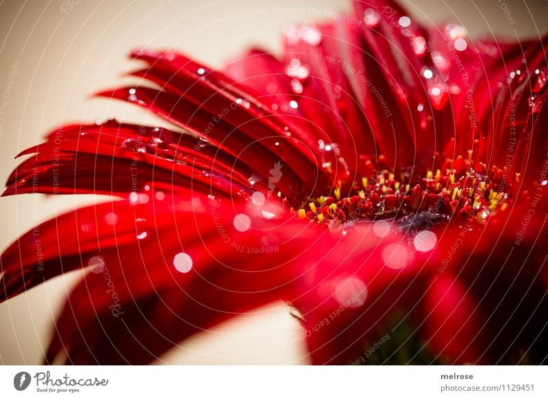 * B e a u t y * Elegant Style Macro (Extreme close-up) Valentine's Day Mother's Day Birthday Nature Drops of water Spring Beautiful weather Flower Blossom