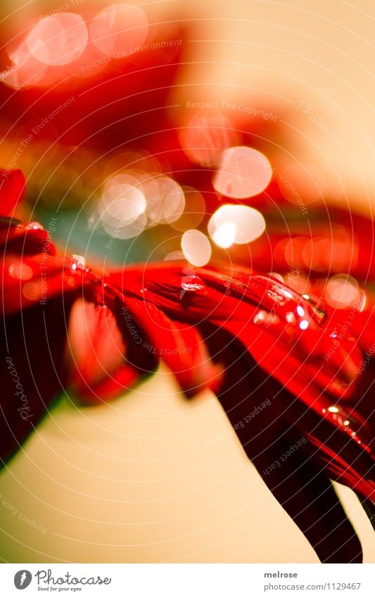 Reflections II Elegant Nature Spring Beautiful weather Flower Blossom Wild plant Gerbera Daisy Family Blossom leave Petaloid Glittering Garden Blur Blossoming