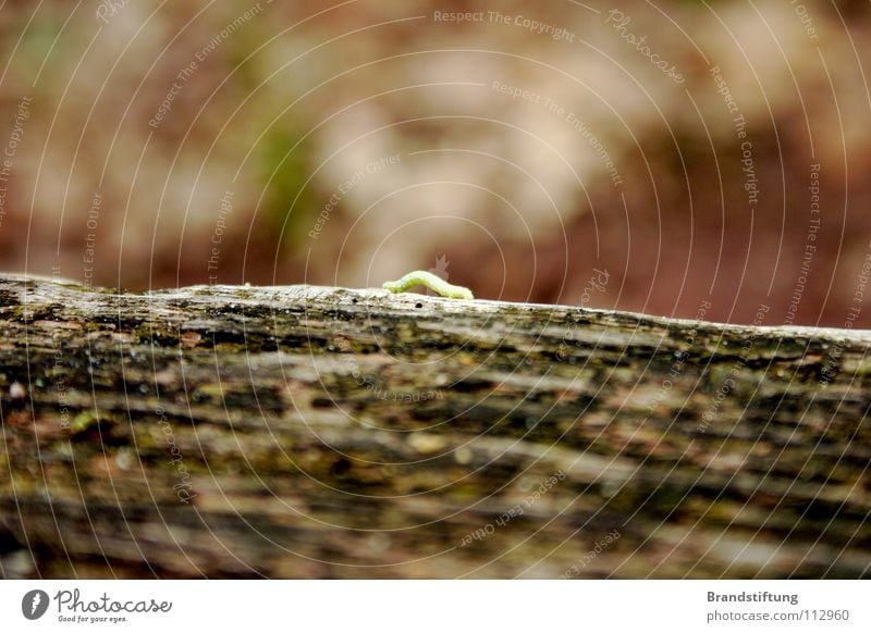 Caterpillar surrounded by blurring Animal Insect Tree Brown Dirty Blur Autumn Small Sweet Tree trunk Wood Sludgy Nature Old