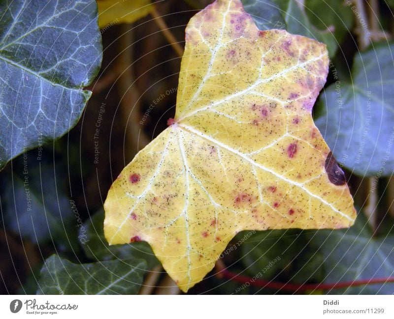 leafy Leaf Autumn Tree Plant Eveu