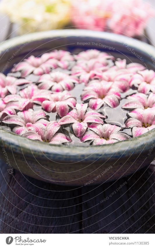 Bowl with water and pink flowers Lifestyle Style Design Wellness Relaxation Fragrance Spa Massage Nature Plant Flower Garden Pink Aromatic Zen blue Blossom