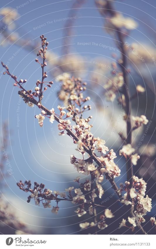 Sky blue. Environment Nature Plant Spring Summer Beautiful weather Tree Bushes Blossom Ornamental plum Garden Park Blossoming Growth Fragrance Kitsch