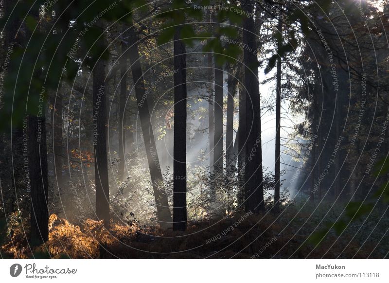 Sunbeams in the forest Forest Tree Radiation Light Sunrise Wood flour Mystic Undergrowth Bushes Autumn ray Shadow Pteridopsida Rope Bright spot Warmth