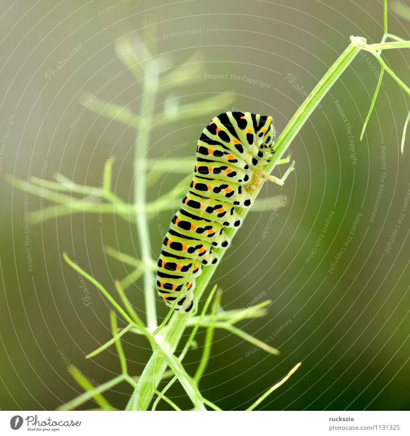 Caterpillar, swallowtail, Butterfly To feed Swallowtail Papilio machaon butterflies Insect Noble butterfly spotted butterfly precious butterfly butter fleece