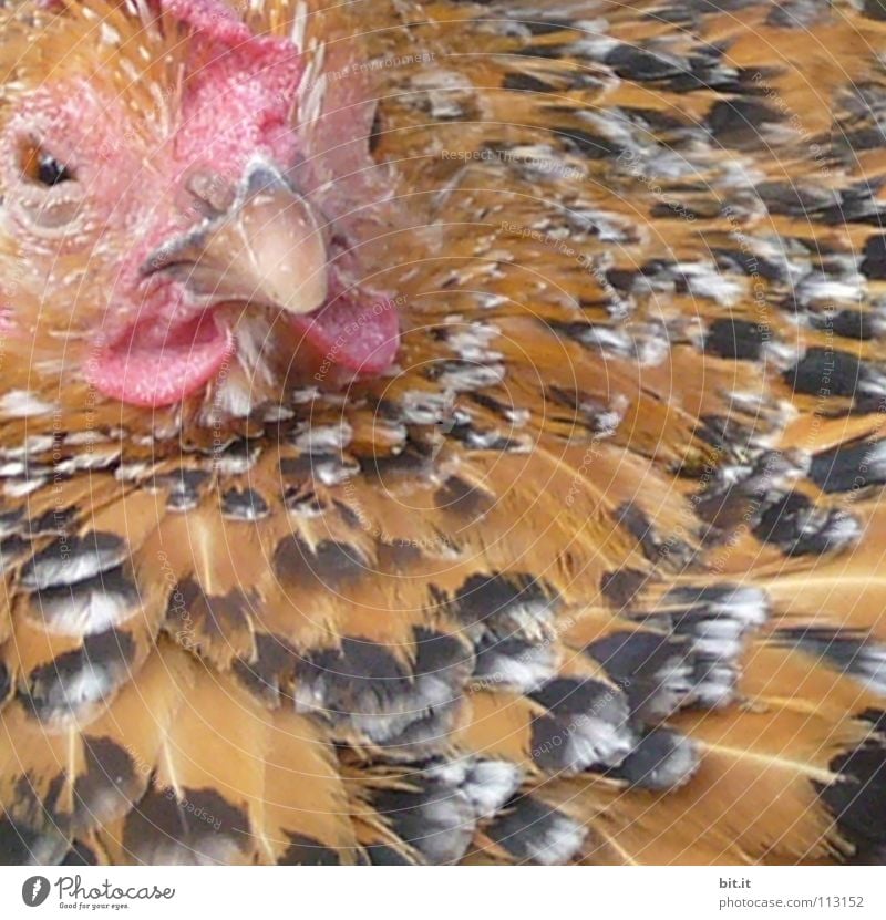 bedroom view Barn fowl Rooster Chicken coop cake Zoo Animal Peace Wilderness Farm Agriculture Near Nutrition Food Sleep Relaxation Chicken soup midday nap Calm