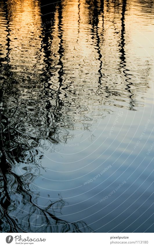 water snake in a sea of mirrors Lake Reflection Wet Liquid Fluid Tree Swing Water Surrealism pixel cleaning curly