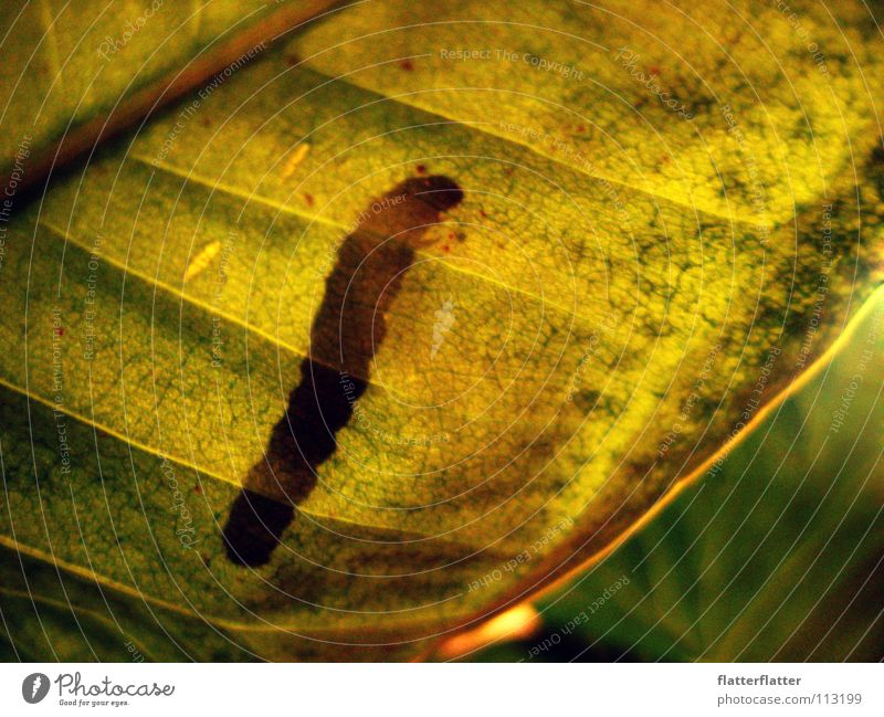 hide and seek Green Calm Time Interior shot Artificial light Macro (Extreme close-up) Close-up Caterpillar Shadow Detail Joy Discover Contrast Hide