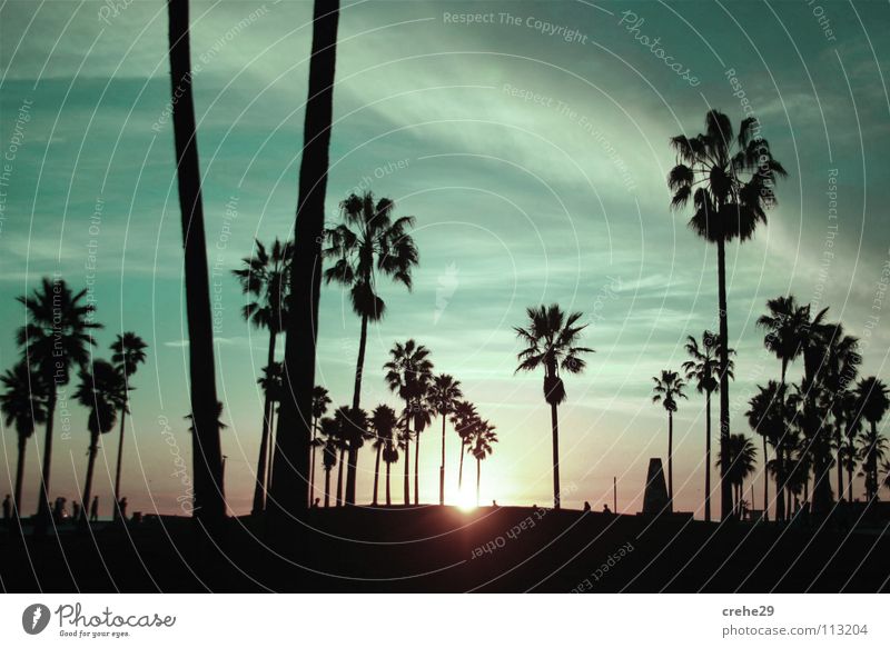 bacardine peeling Green Summer Vacation & Travel Sunset Palm tree Black Dark Light Emotions Club Sky landscape.blue Relaxation Shadow Nature barcadi