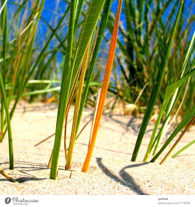 Lake Michigan Reed II Americas Vacation & Travel Common Reed Green Beach Calm Relaxation Dream Hissing Sleep Summer Clouds Coast USA Earth Water Sky Blue Sand