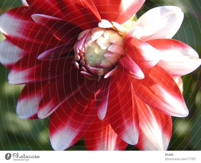 blossom Flower Dahlia Red Bud