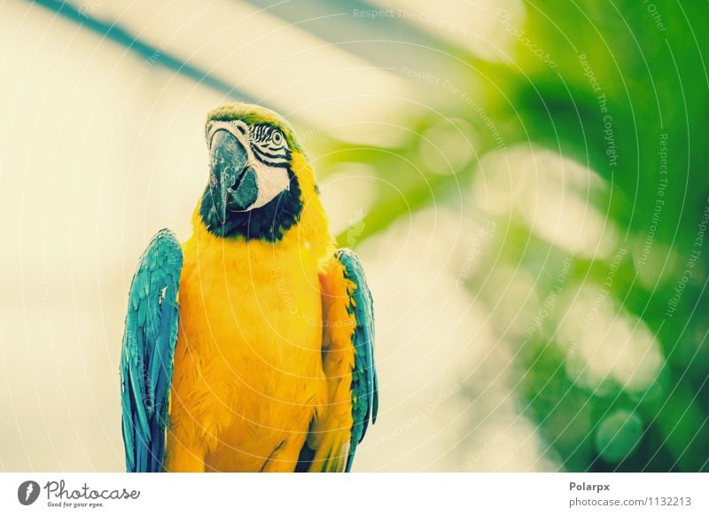 Parrot in beautiful colors Exotic Beautiful Ocean Art Zoo Nature Animal Climate Virgin forest Pet Bird Cute Wild Blue Yellow Green Colour parrot Beak Macaw