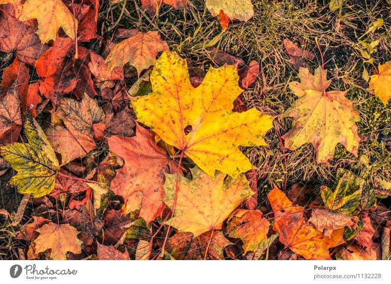 Autumn leaves in warm colors Beautiful Garden Environment Nature Landscape Plant Tree Leaf Park Forest Ornament Bright Natural Brown Yellow Gold Green Red