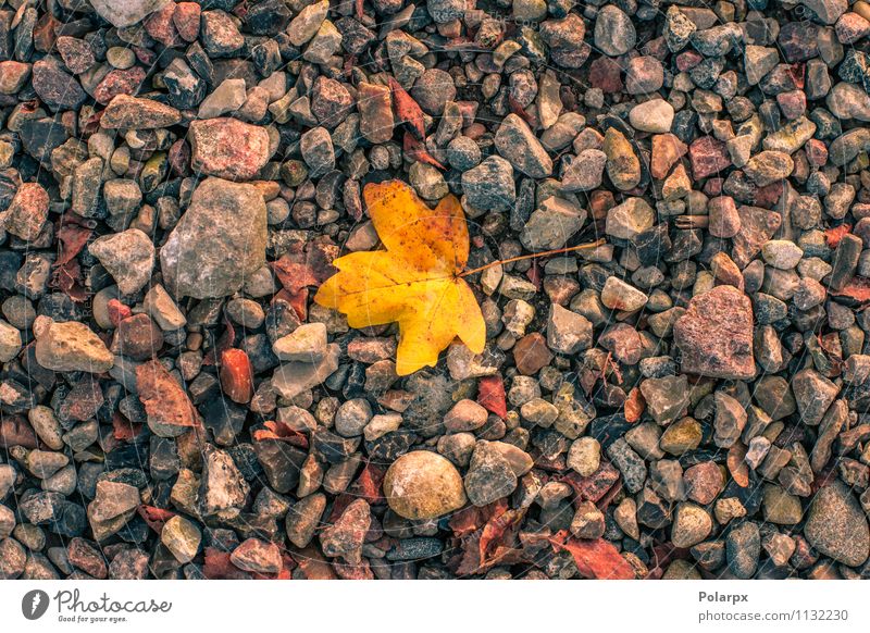 Yellow leaf in autumn Beautiful Harmonious Wallpaper Environment Nature Plant Autumn Warmth Tree Leaf Park Rock Fresh Bright Natural Brown Gold Red Colour