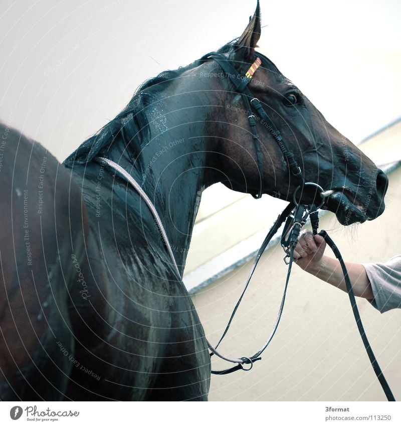 race day Horse Horseracing Conduct Guided Animal Hoof Bridle Presentation Fist Success Loser Exhaustion Fatigue Perspiration Perspire Damp Wet Athlete