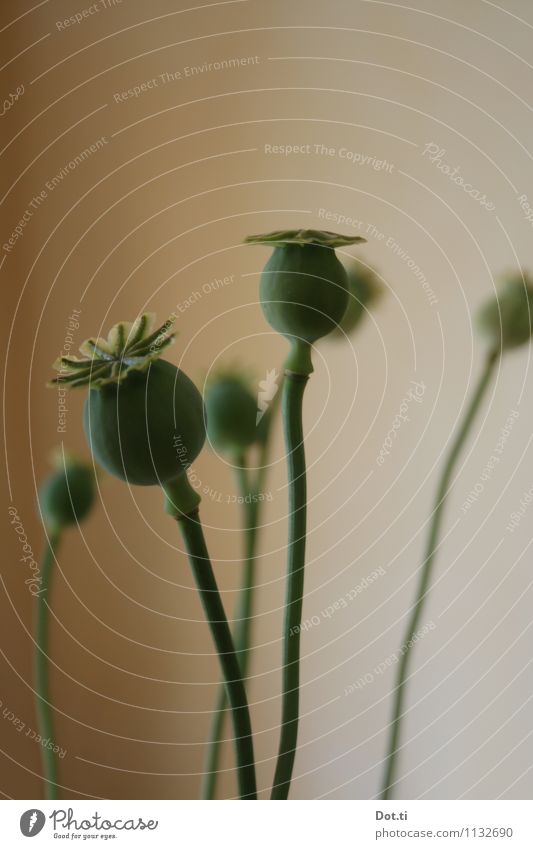 poppy seed poles Plant Green Poppy capsule Corn poppy Faded Seed Multiple Stalk Decoration Colour photo Subdued colour Interior shot Deserted Copy Space top