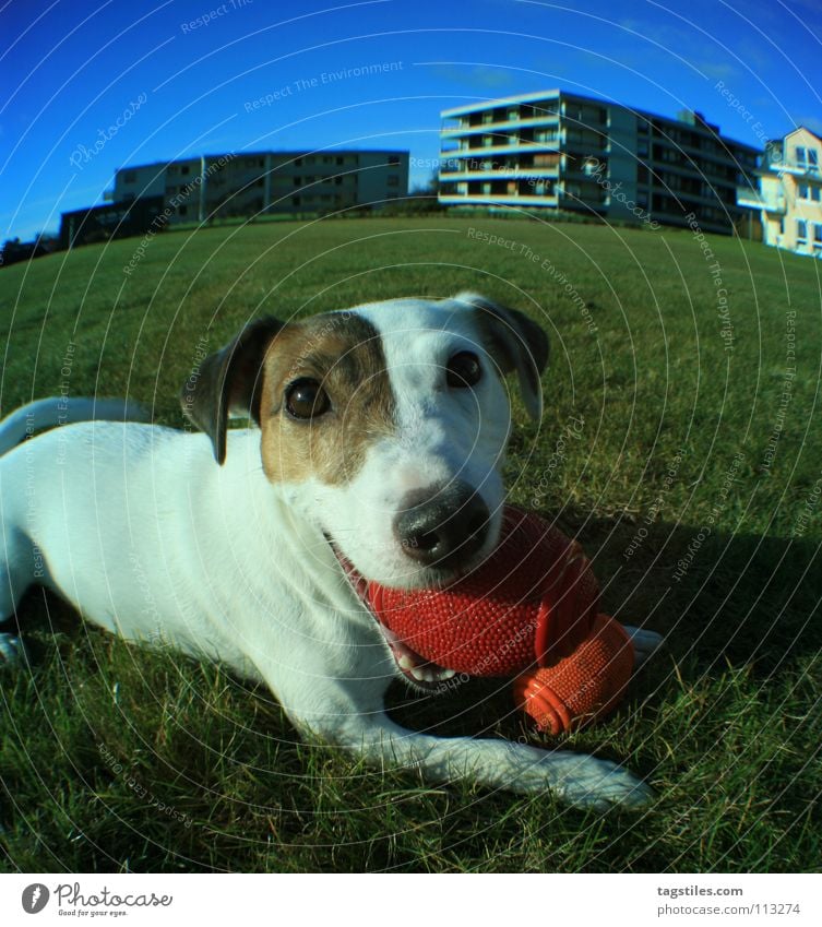 My block Block Dog Russell Terrier White Brown Green Playing Throw Fisheye Flexible Action Mammal Ball sports mine jack Blue daytime walk