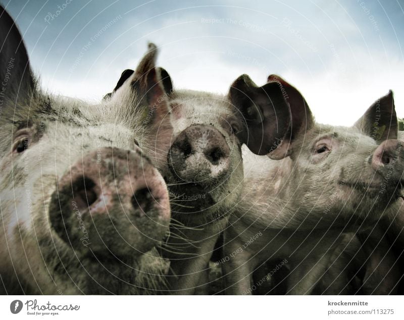 Three grilled pigs Colour photo Exterior shot Happy Contentment Ear Animal Dirty Swine Sow Piglet Good luck charm Snout Pigsty Farm Pork Beard hair Grunt 3